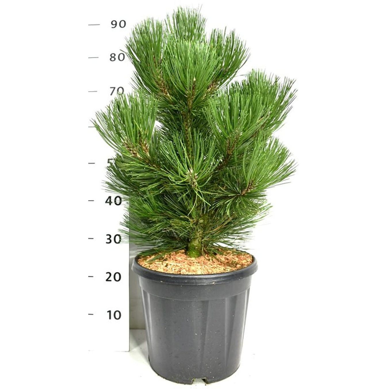 Svartbarrtall – Pinus heldreichii 'Malinki' - C12 50-60 CM